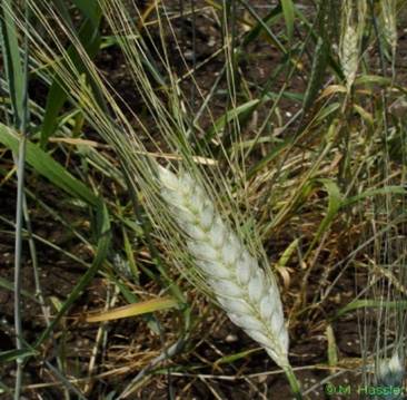 china-wheat-plant