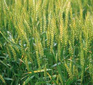 china wheat