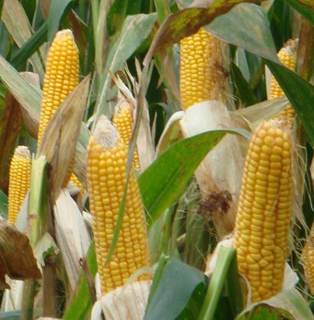 corn