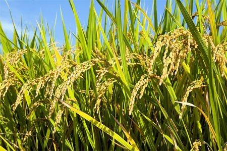 waiting for harvest rice