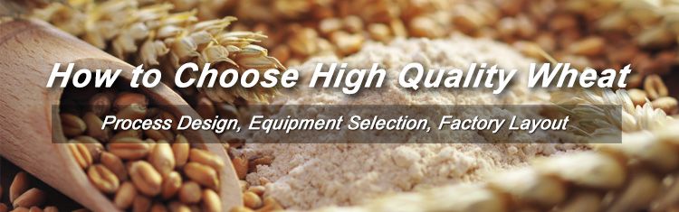 high quality wheat  high quality wheat flour