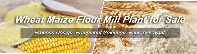 Start Wheat Maize Flour Production Business